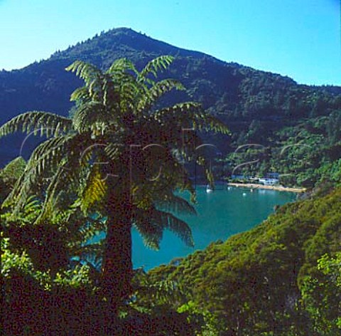 Te Mahia on Kenepuru Sound   Marlborough Sounds New Zealand