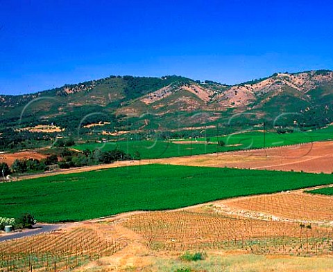 Vineyards of Atlas Peak Napa Co California    Atlas Peak AVA
