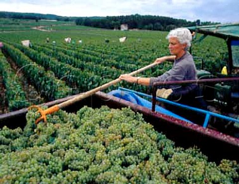 AnneClaude Leflaive with harvested Chardonnay   grapes from her Clavoillon vineyard    Domaine   Leflaive PulignyMontrachet Cte dOr France