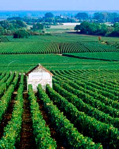 Les Genevrires vineyard Meursault   Cte dOr France