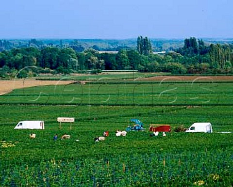 Harvesting in Les Genevrires vineyard   Meursault Cte dOr France