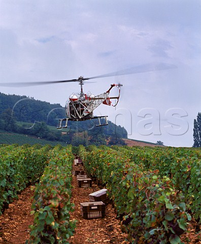 Using a helicopter to dry Pinot Noir grapes after heavy rain and prior to harvesting in vineyard of the Hospices de Beaune on the hill of Corton   AloxeCorton Cte dOr France  AC Corton
