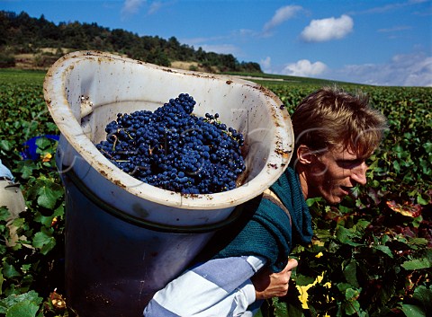 Harvesting Pinot Noir grapes in Les Petits Musigny   vineyard of Domaine Comte Georges de Vog   ChambolleMusigny Cte dOr France