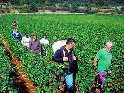 Pickers in Les Petits Musigny vineyard of Domaine   Comte Georges de Vog   ChambolleMusigny Cte dOr France