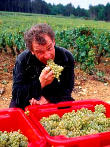 JeanMarie Guffens of ngociant company Verget withChardonnay grapes 40kg in each box that he isbuying from the Domaine dArdhay vineyard on the hillof Corton  AloxeCorton Cte dOr France  CortonCharlemagne