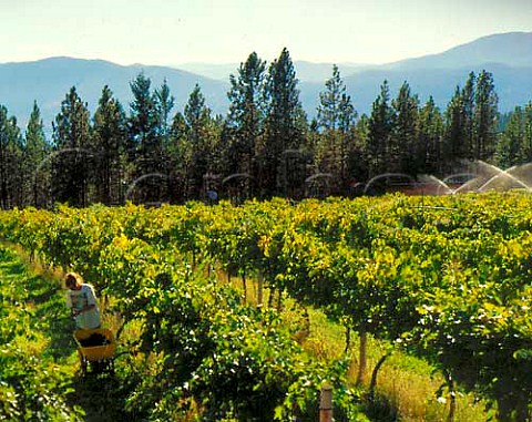 Harvesting in vineyard of First Estate Cellars   Peachland British Columbia Canada  Okanagan Valley