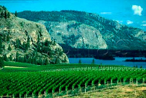 Blue Mountain vineyards Okanagan Falls   British Columbia Canada  Okanagan Valley