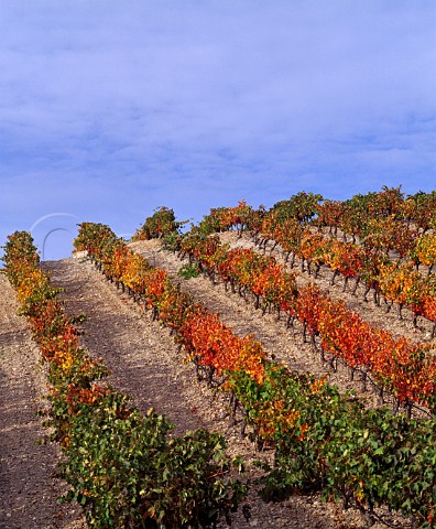 Autumnal Via Alta vineyard of Alejandro Fernndez  Tinto Pesquera Pesquera de Duero   Castilla y Len Spain  DO Ribera del Duero