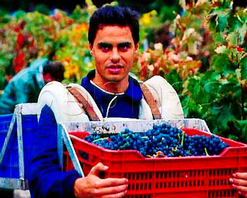 Harvesting Tempranillo grapes known here as   Tinto Fino or Tinto del Pas of Abada Retuerta  Sardn de Duero Castilla y Len Spain