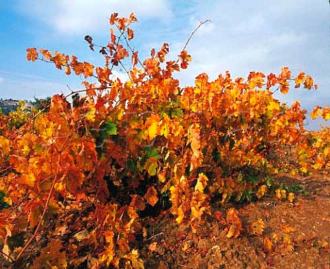 Autumnal bushtrained Tinto Fino vines Tinto del   Pas  Tempranillo near Pesquera de Duero   Castilla y Len Spain   DO Ribera del Duero