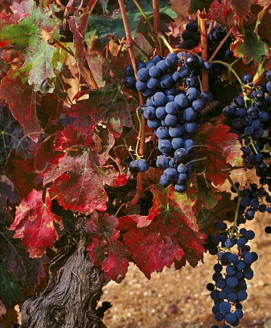 Tinto Fino grapes on 60year old vine of   Dominio de Pingus at La Horra Castilla y Len   Spain   DO Ribera del Duero