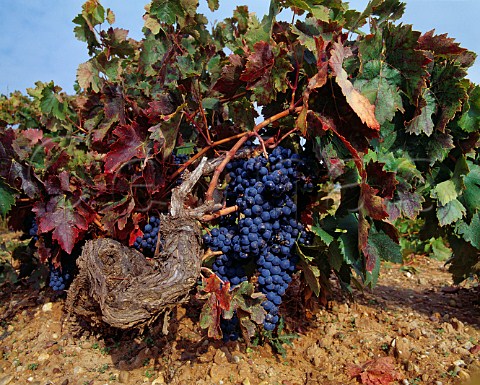 Grapes on 60year old Tinto Fino vine in vineyard of Dominio de Pingus at La Horra Castilla y Len Spain Ribera del Duero