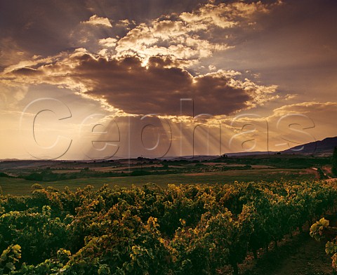 Stormy evening sky over vineyards near Laguardia Alava Spain Rioja Alavesa