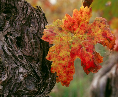 Old Tempranillo vine with autumnal leaf   Laguardia Alava Spain   Rioja Alavesa