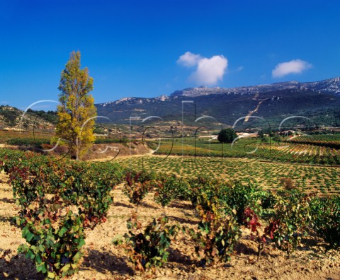 Vineyards of the Remelluri estate with the Sierra de Cantabria beyond Labastida Alava Spain Rioja Alavesa