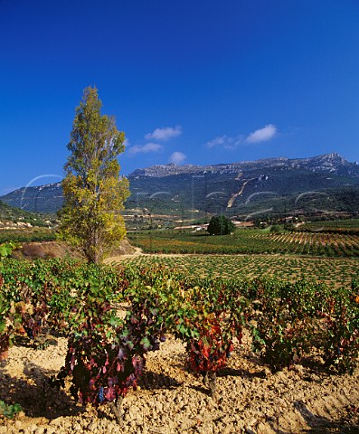 Tempranillo vineyard of Remelluri Labastida Alava Spain Rioja Alavesa