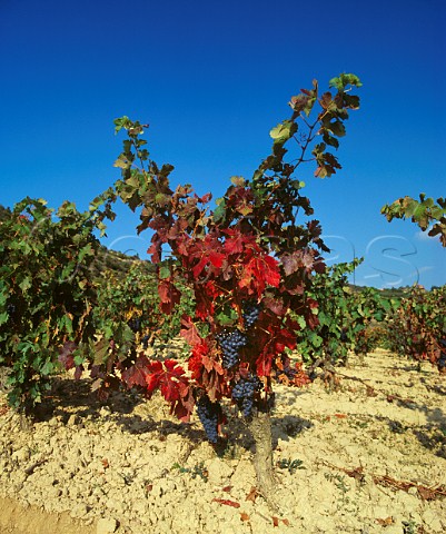 Tempranillo vines on the limestone clay soil of the Remelluri estate Labastida Alava Spain Rioja Alavesa