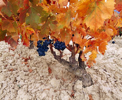 Autumnal Tempranillo vines on the limestone  clay   soil of Remelluri estate Labastida Alava Spain   Rioja Alavesa