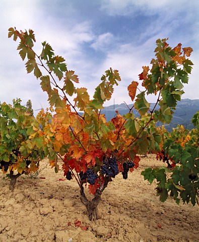 Autumnal Tempranillo vines on the limestoneclay   soil of Remelluri estate Labastida Alava Spain   Rioja Alavesa