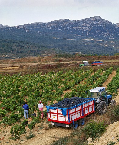Harvesting Garnacha grapes in vineyard near Rivas de   Tereso La Rioja Spain  Rioja Alta