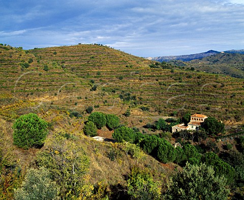 House of Ren Barbier below the terraced vines which   go to make his Clos Mogador   Gratallops Catalonia Spain   DO Priorato