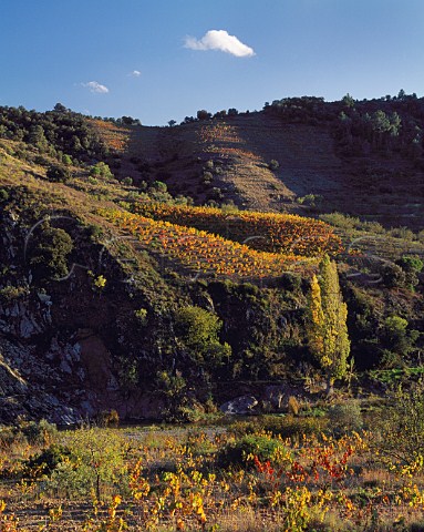Autumnal vineyards near Torroja del Priorat   Catalonia Spain   DO Priorato