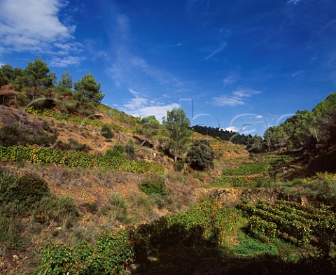 Terraced vineyards of Mas Martinet Falset   Catalonia Spain    Priorato