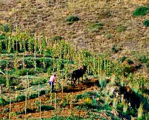 Ploughing with horse in the Clos lErmita vineyard   of Alvaro Palacios Gratallops Catalonia Spain   Priorato
