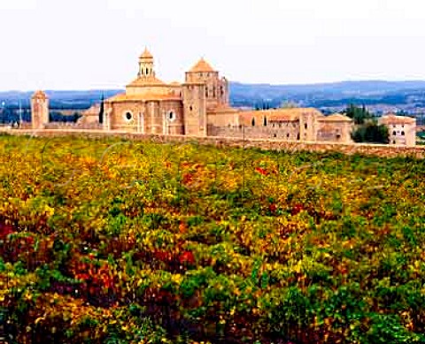 Vineyards around the Monasterio de Santa Maria de   Poblet are owned by Miguel Torres whilst those   within the walls are worked by Codornu  Catalonia Spain   Conca de Barber DO