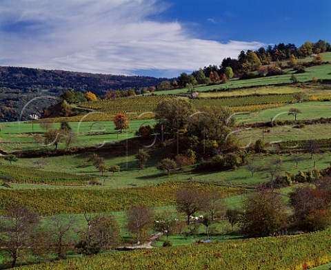 Autumnal vineyards at Mrignat Ain France      Bugey