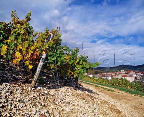 Vineyard on limestone soil at Mrignat Ain France Bugey  Cru Cerdon