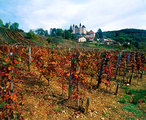 Autumnal vineyard below Chteau de Varey   SaintJeanleVieux Ain France   Bugey