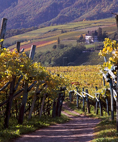 Autumnal vineyards near Caldaro Alto Adige Italy