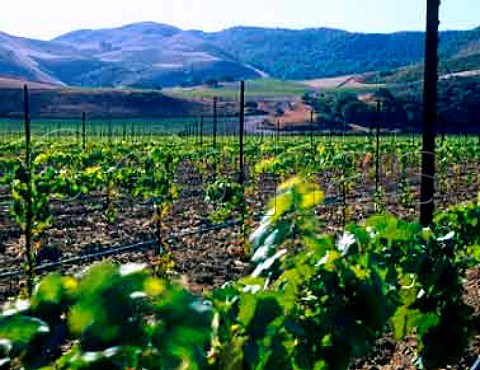 New vineyard of Sanford winery Buellton   Santa Barbara Co California    Santa Rita Hills AVA  Santa Ynez Valley