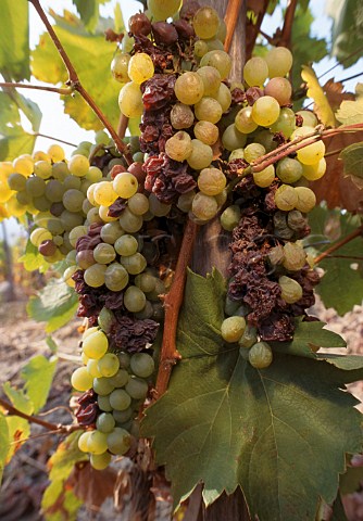 Furmint grapes affected by noble rot   botrytis   Tokaj Hungary