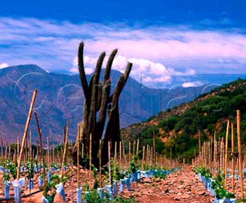 New vineyard planted around old cactus on the   Las Vertientes Estate of Errazuriz in the   Aconcagua Valley Chile