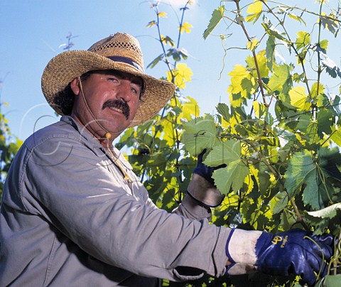 Worker with Malbec vine in Lunlunta Vineyard of the   Nicolas Catena Group Maip Mendoza province   Argentina
