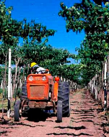 Mechanical weed control in Parraltrained vineyard   of Viedos y Bodegas La Agricola Maip   Mendoza province Argentina