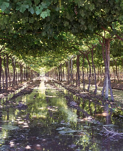 Flood irrigation in Parraltrained vineyard of   Viedos y Bodegas La Agricola Maip   Mendoza province Argentina