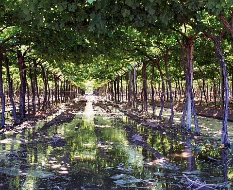 Flood irrigation in Parral trained vineyard of Viedos y Bodegas La Agricola Maip   Mendoza province Argentina