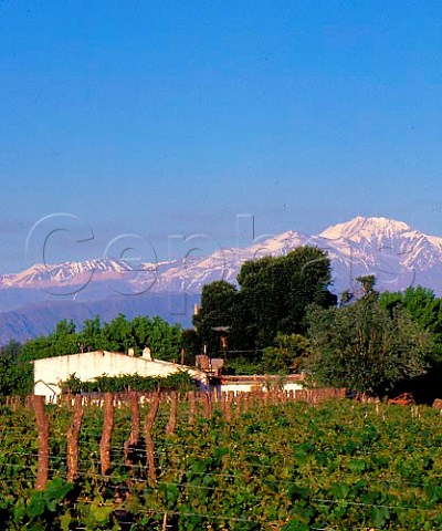 Vineyard of Domaine Vistalba with the Andes beyond    the wine from here is sold as Fabre Montmayou  Lujn de Cuyo Mendoza province Argentina