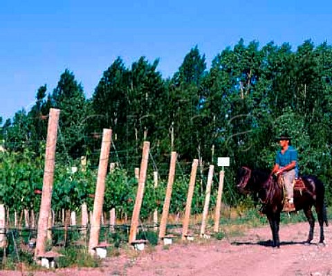Horseman in vineyard of Nicolas Catena  at an   altitude of around 1450 metres in the   Tupungato Valley Mendoza province Argentina