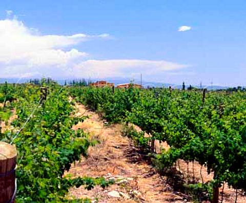 Vineyard and bodegas of JF Lurton   Tupungato Valley Mendoza province   Argentina