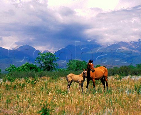 Horse with foal in the Tupungato Valley   Mendoza province Argentina