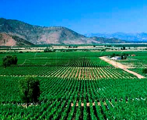 La Arboledas vineyard of Caliterra in the   Colchagua Valley Chile