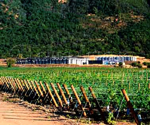 Via Caliterra and La Arboledas vineyard in the   Colchagua Valley Chile    Rapel Valley
