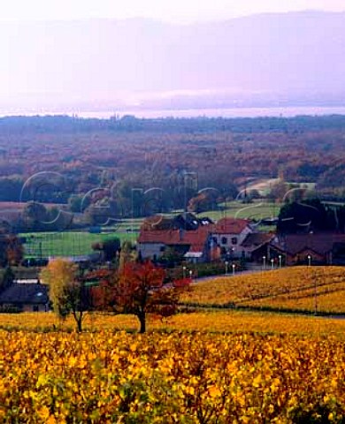 Autumnal vineyards near Douvaine in the tiny Crpy appellation with Lac Lman in the distance HauteSavoie France AC Crpy