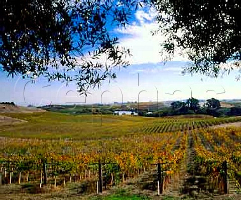 Autumnal vineyards of Artesa Winery formerly   Codorniu Napa with Domaine Carneros in the distance   Napa California   Carneros AVA