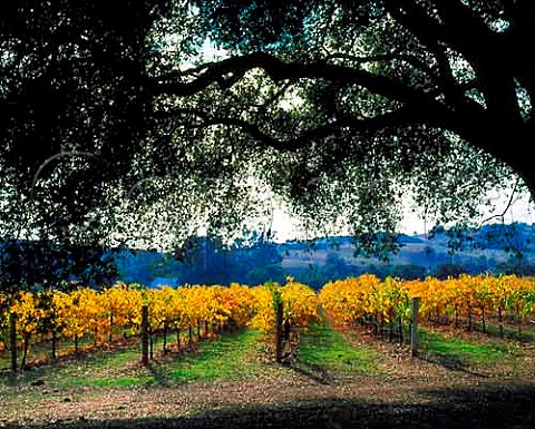 Autumnal vineyard of Artesa Winery Napa   California Carneros AVA