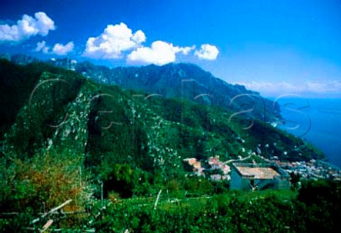 The Amalfi coast from Ravello  looking south showing vineyards   Campania Italy
